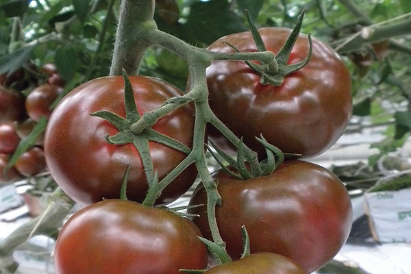 sasher de tomate