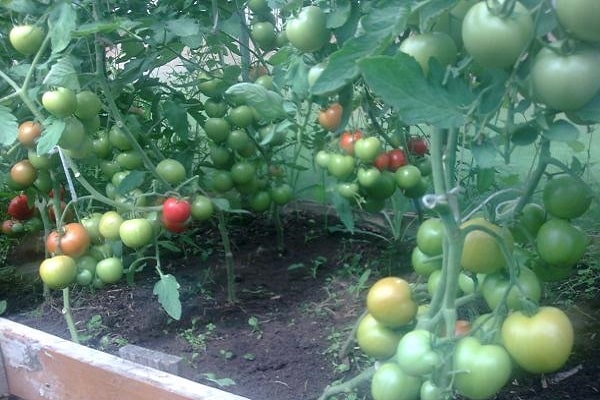 tomate semionich