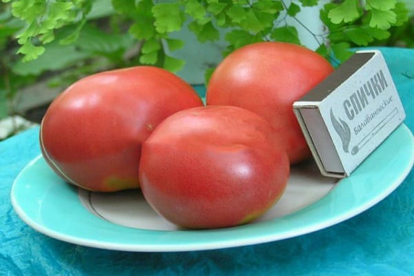 schattige tomaat