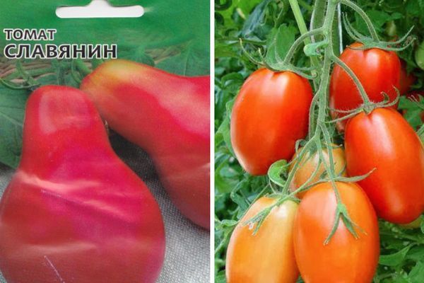tomato bushes Slav