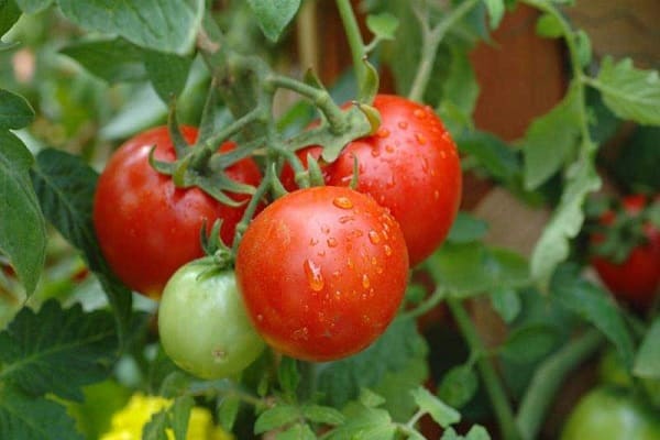 descrierea tomatei
