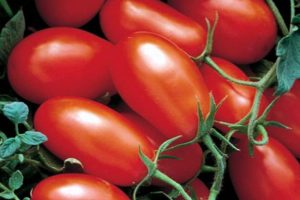 Description de la variété de tomate Office romance, caractéristiques de la culture et des soins