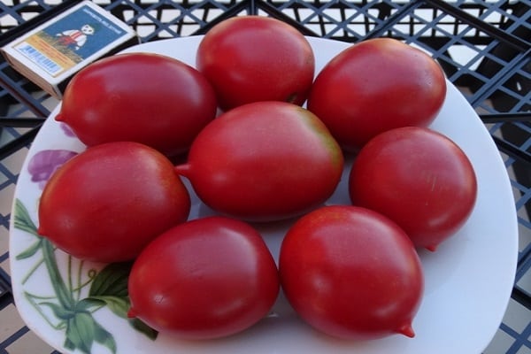 tipo carpiano de tomate