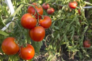 Tyler pomidorų veislės aprašymas, jo savybės ir derlius