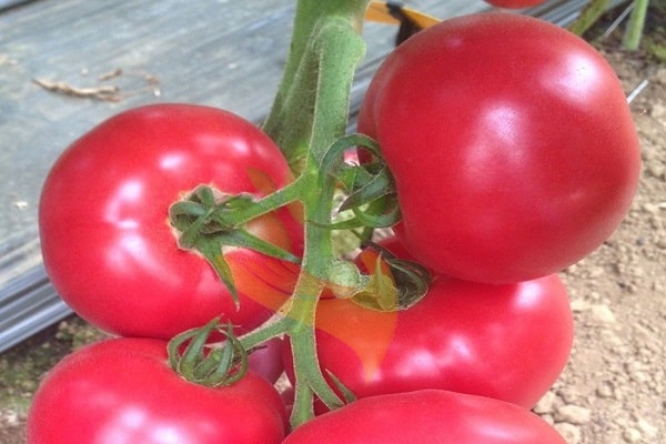 tomato cetus
