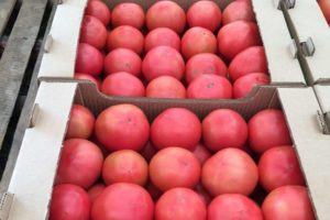 Beschrijving van de variëteit van tomaat Cetus roze, zijn kenmerken en productiviteit