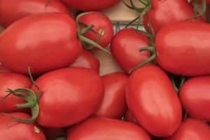 Descrizione della varietà di pomodoro Ustinya, caratteristiche di coltivazione e resa