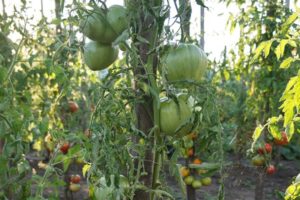 Beschreibung der Tomatensorte Majestät, Merkmale des Anbaus und der Pflege