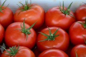 Mô tả về cà chua Apple Spas, đặc điểm, ưu điểm và nhược điểm của nó