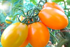 Descripción de la variedad de tomate Gold of the East, sus características y productividad