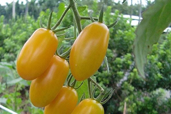 dzeltenie tomāti