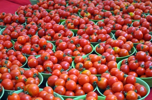 thu hoạch cà chua mặt trời mọc