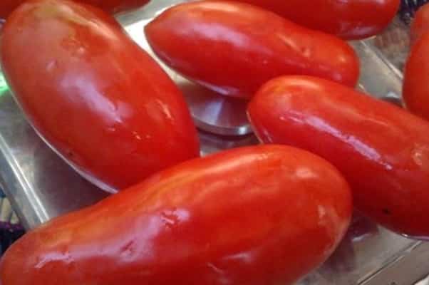 utseendet på tomatsockerfingrar