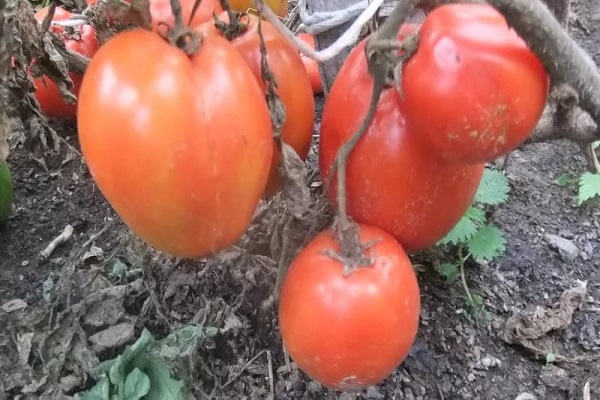 gnome paradajka