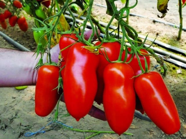 Tomatenbüsche Aydar