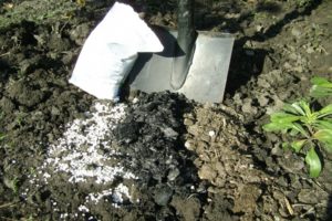 Instruktioner för användning av gödselmedel ammoniumsulfat i trädgården