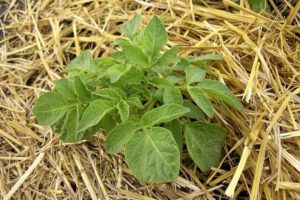 Steg för steg beskrivning av metoden för odling av potatis under hö eller halm