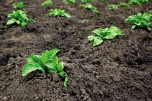 Hur kan man odla och ta hand om potatis ordentligt i landet?