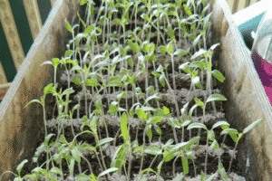 ¿Cómo insistir en la fertilización de cenizas y alimentar plántulas de tomate en casa?