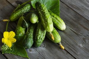 Popis odrůdy okurky Khutorok F1, kultivačních znaků a výnosů