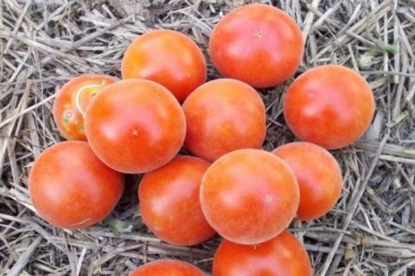 tomats sammet säsong