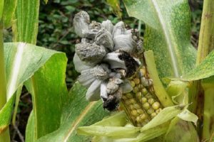 Kukurūzų ligų ir kenkėjų aprašymas ir gydymas, kovos su jais priemonės
