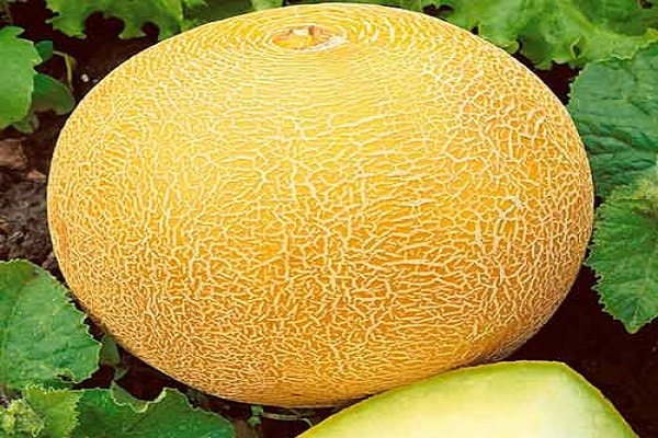 melon aikido