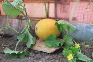 Beskrivning av Altai-melonvarianten, funktioner för odling och vård