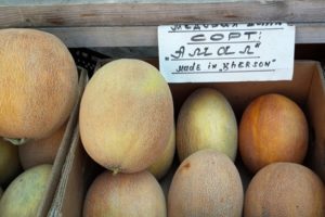 Beskrivning av Amal melonsorten, plantering och odling