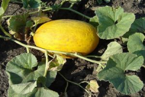 Beskrivning av ananasmelonvarieteten, funktioner för odling och vård