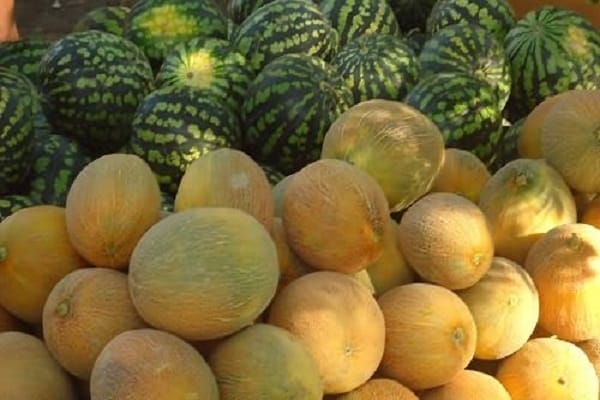 melonfrukt