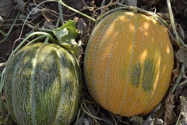 melon Etiopier