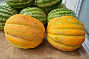 Etiopkos melionų veislės, auginimo ypatybių ir derlingumo aprašymas