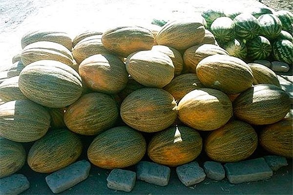 melon Gulyabi