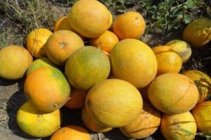 Beskrivning av Lada-melonvarianten, funktioner för odling och vård