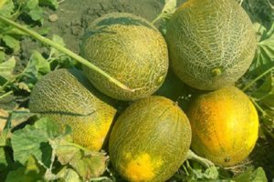 Description variété de melon Cendrillon, ses caractéristiques et son rendement