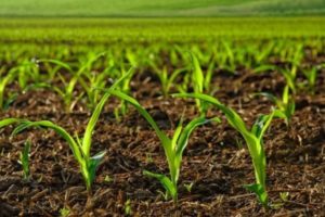 Hvad er herbicider til behandling af majs, deres typer og anvendelser