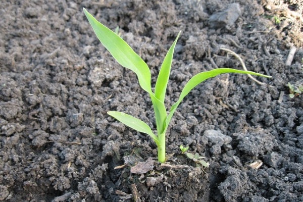 kukurūzų augalai