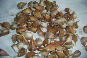 How to plant garlic correctly, planting dates and rates, preparation and processing of beds
