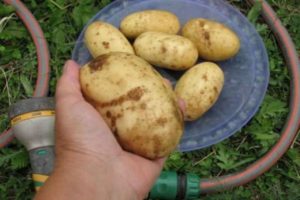 Beschrijving van het aardappelras Colette, zijn kenmerken en opbrengst