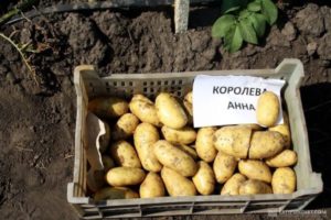 Beskrivning av potetsorten Koroleva Anna, funktioner för odling och vård