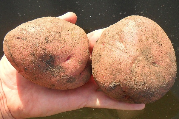 ankstyvos prinokusios bulvės