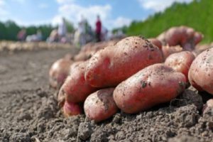 Beskrivning av potetsorten Lyubava, funktioner för odling och skötsel
