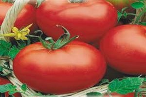 Descripción de la variedad de tomate Red Dome, sus características y rendimiento