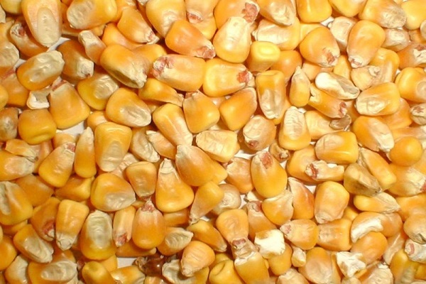 voedergewassen maïs