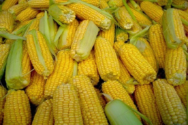 hraniti kukuruz
