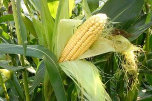 Geriausi kukurūzų pirmtakai sėjomainoje, kurią galima sodinti po
