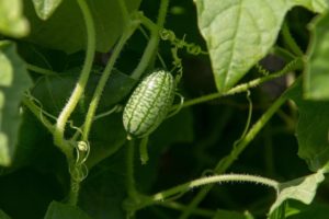Beskrivning av Melotria grov (musmelon), fördelar och skador, särskilt odling och vård