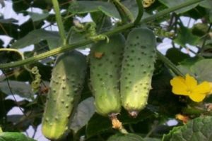 Description of the Aristocrat cucumber variety, features of cultivation and care