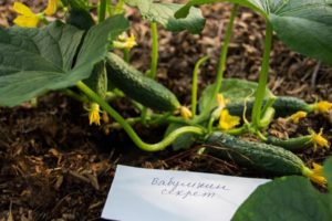 Beskrivelse af agurksorter Babushkin-hemmelighed f1, dyrkning og pleje